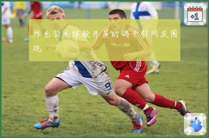 炸毛羽毛球般开屏的鸽子引网友围观